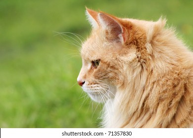 Side View Of A Beautiful Ginger Maine Coon Cat