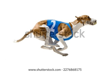 Side view of beautiful Hungarian greyhound running at full speed on a white background.