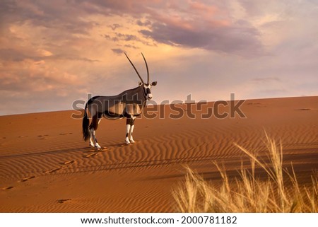 Side view of a beautiful oryx (Oryx gazella) standing near the ridge of a red sand dune at sunset, turning its head toward the camera, in the Namib Desert, Namibia.
