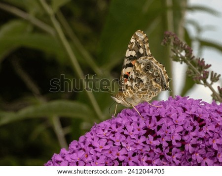 Side view of a beautiful painted lady butterfly, Vanessa cardui, feeding from the flower of a butterfly bush (Buddlea species)