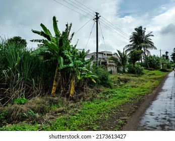 Side View Of Beautiful Sugarcane Farmland Surrounded By Green Trees With Dark Clouds On Background. Newly Built Bungalow Or House In The Middle Of The Farm, Picture Captured During Monsoon Season.