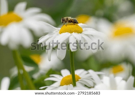 side view of a bee that is perched to a white marguerite flower in a natural blooming meadow