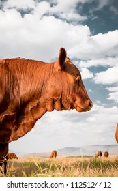 Side View Of Beef Cow In Field