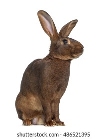 Side View Of Belgian Hare Isolated On White