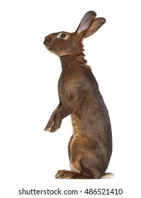 Side view of Belgian Hare on hind legs isolated on white