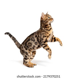 Side View Of A Bengal Cat Jumping Up, Isolated On White