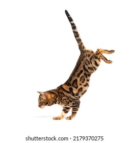 Side View Of A Bengal Cat Jumping Down, Isolated On White