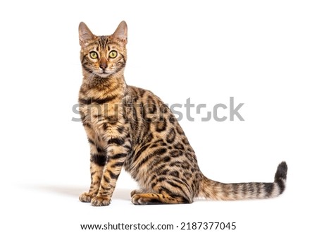 Side view of a Bengal cat sitting and looking at the camera, isolated on white