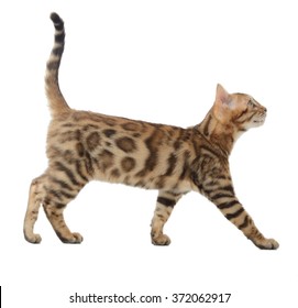 Side view of a bengal cat walking and looking up into a copy space isolated on a white background