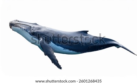 side view of big blue whale . isolated on a white background.