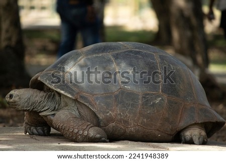 Side view of big size aged Tortoise 