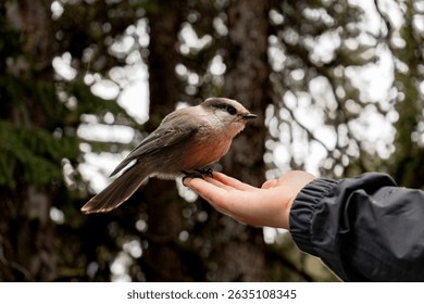Side view of bird calmly perched on hand, with forest background.