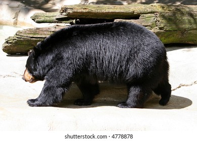 side view of black bear
