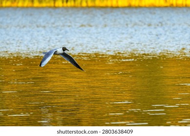 Side view of a black headed gull sailing over rippled gold water as sunset colors dance on the lake surface capturing swift motion elegant wings and the tranquil feeling of open air freedom