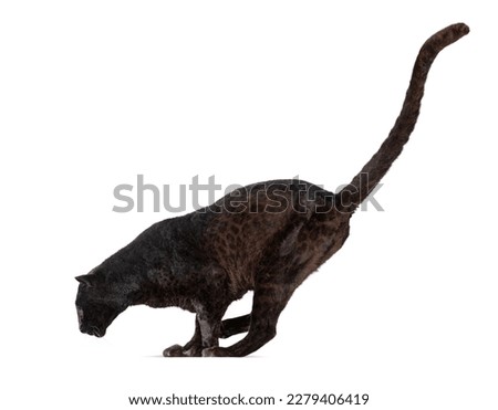 Side view of a black leopard landing after a jump, panthera pardus, isolated on white
