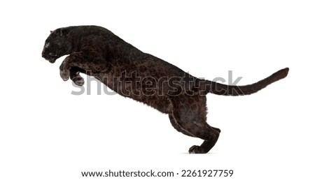 Side view of a black leopard leaping, panthera pardus, isolated on white background