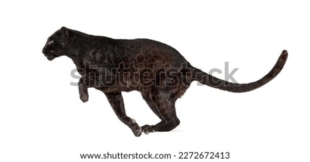 Side view of a black leopard leaping, panthera pardus, isolated on white background