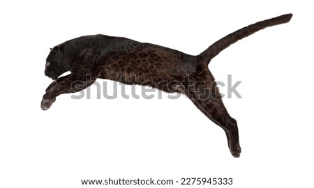 Side view of a black leopard leaping, panthera pardus, isolated on white background