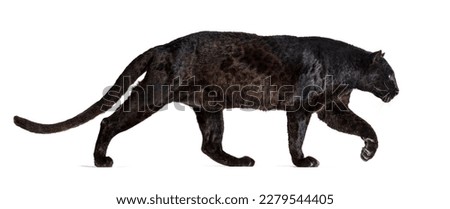 Side view of a black leopard walking away, Panthera pardus, isolated on white