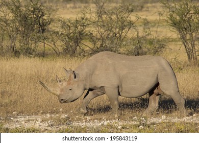 Side view of a Black Rhinoceros (Diceros bicornis) walking - Shutterstock ID 195843119