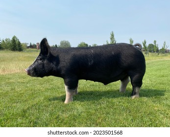 Side View Of A Black Show Pig