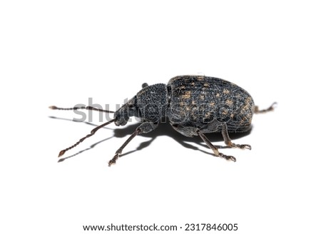 Side view of the black vine weevil (Otiorhynchus sulcatus) on a whitw background