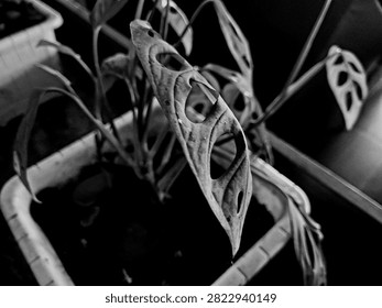 Side view black and white close up of a Monstera adansonii leaf with natural fenestrations in a potted plant.