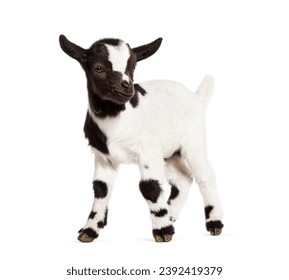 Side view of a Black and white kid of a Tibetan Pigmy Goat, isolated on white