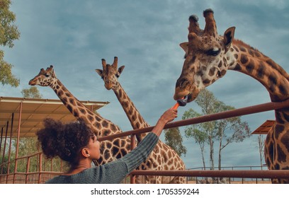 Side view of a black woman feeding a carrot to a giraffe.  Two giraffes in the background.  Cloudy day. 