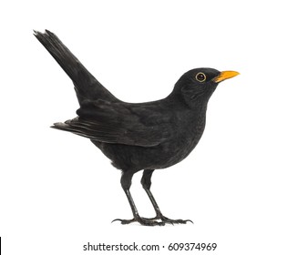 Side view of a blackbird, isolated on white