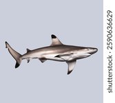 Side view of a blacktip reef shark swimming underwater, isolated on a soft blue background