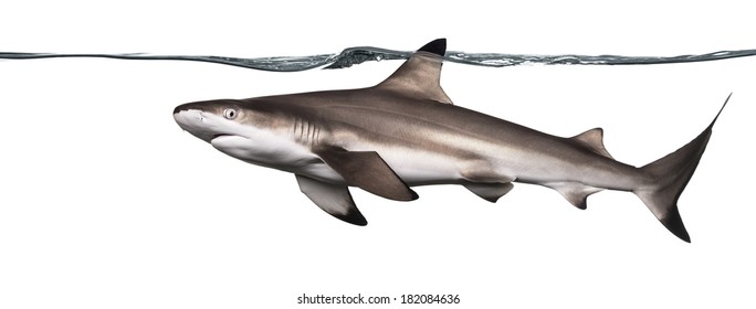 Side view of a Blacktip reef shark swimming at the surface of the water, Carcharhinus melanopterus, isolated on white
