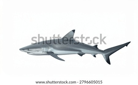 A side view of a blacktip reef shark swimming, isolated on a clean white background.