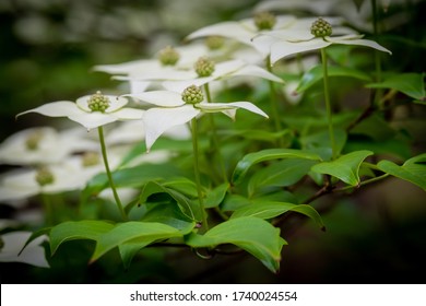 Side View Of The Blooms Of A Kousa Dogwood. Crowder Park Of Wake County, North Carolina.