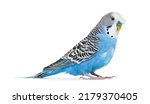 Side view Blue crested Budgerigar, isolated on white