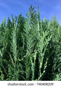 Side View Of A Blue Cypress 