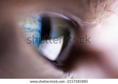 Similar – Image, Stock Photo All eyes on… Animal Pet