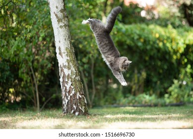 side view of a blue tabby white maine coon cat jumping down from birch tree in the back yard