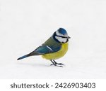 Side view of Blue Tit, Cyanistes caeruleus, isolated on white snow. Side view of beautiful and cute Blue Tit perching on snow, Cyanistes caeruleus, isolated on white. Birdwatching concept.