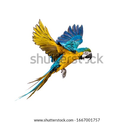 Side view of a blue-and-yellow macaw, Ara ararauna, flying, isolated