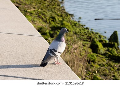 Side View Of Body Of Rock Pigeon Face To Face.