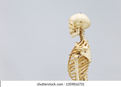 Side View Of The Bones Of The Head Neck And Upper Thorax. Human Skeleton Model. Anatomical Skeleton Model. Skeletal System Isolated On White Background.