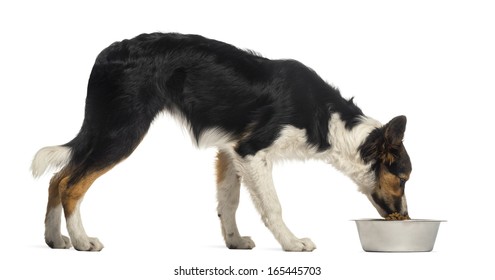 Side View Of A Border Collie Eating From Its Bowl, Isolated On White