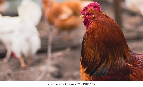 Side view of bright red rooster with brown plumage and pointed beak standing on blurred background. - Shutterstock ID 2151381157