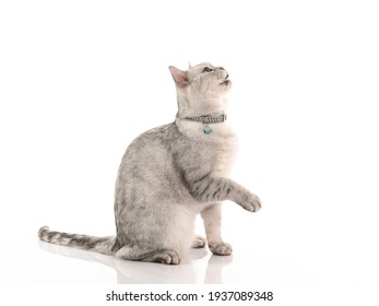 Side view of British cat sitting on white background isolated