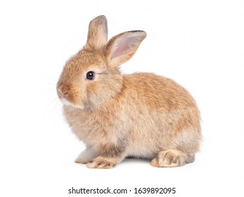 Baby Orange Rabbit On White Background Stock Photo 182807750 | Shutterstock