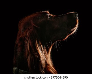 Side View Of A Brown Dog In A Photography Studio With Dramatic Light.