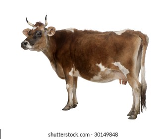 Side View Of A Brown Jersey Cow (10 Years Old) In Front Of A White Background.  You Can See Her Udder.