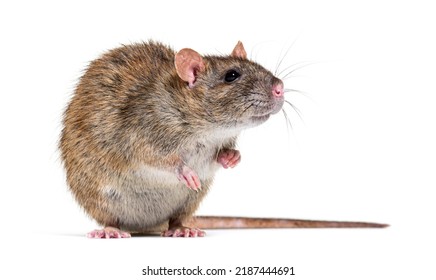 Side View Of A Brown Rat Facing At The Camera On Its Hind Legs, Rattus Norvegicus, Isolated