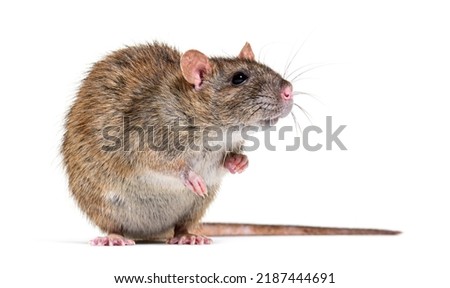 Side view of a brown rat facing at the camera On its hind legs, Rattus norvegicus, isolated